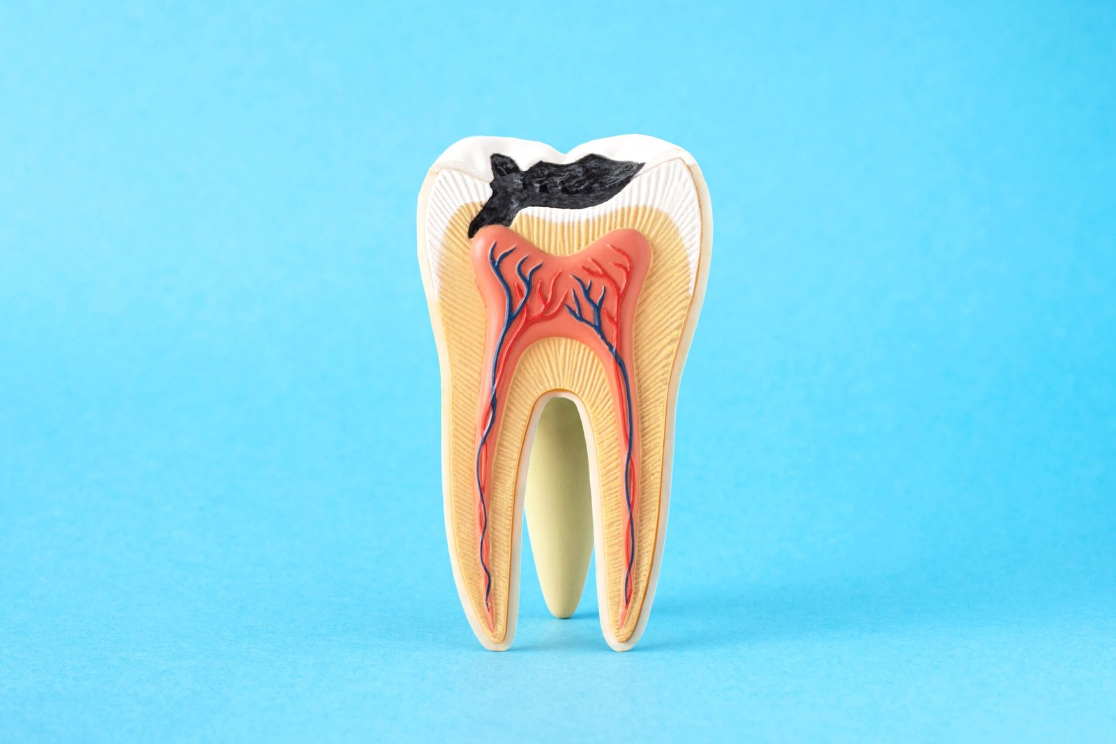 close up internal tooth structure model with fisrt 2023 05 10 05 05 54 utc scaled 1